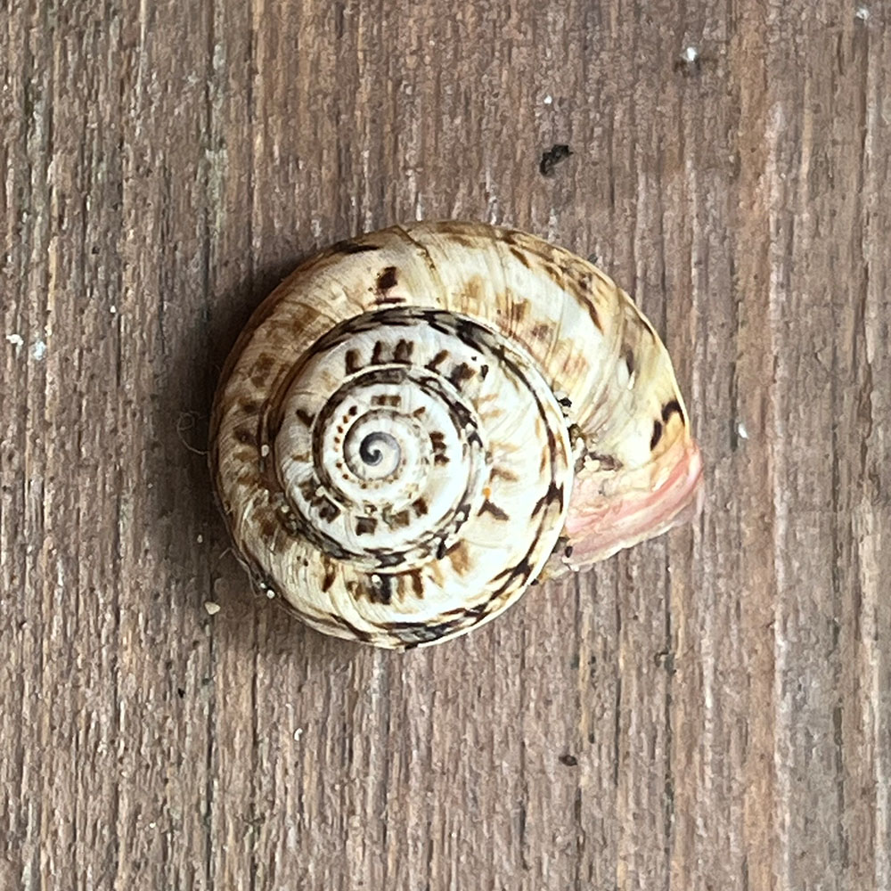schnecke auf holz